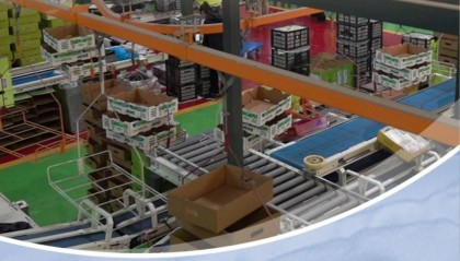 黄土高原上的丰收故事：一颗香梨，开拓山区“致富路”