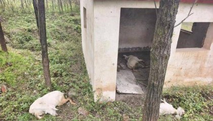 西安白鹿原一农户家陆续死亡45只羊 多部门介入暂未锁定原因
