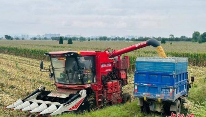 “中原粮仓”河南秋收抢“天时” 秋作物收获已近八成