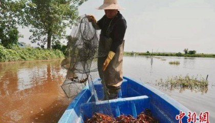 走进南昌千亩小龙虾养殖基地：特色产业打造兴村富民新路子