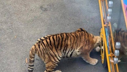 动物园观光车压碎老虎下巴？园方：初步检查未发现重大伤情