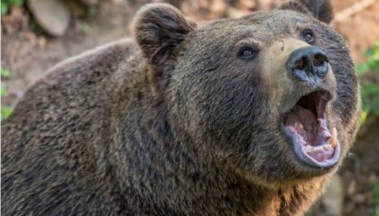 美国一头两百多斤的黑熊受重伤后遭护林员当街射杀