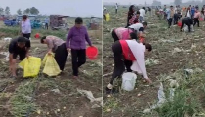 安徽500亩土豆被哄抢 民警要求种植户删帖：影响那么大，对你有利吗？