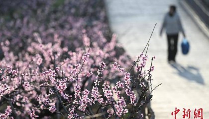 浙江奉化：“中国水蜜桃之乡”桃花满山春意浓
