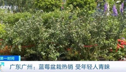 大降价！从100多元一斤到9.9元一盒