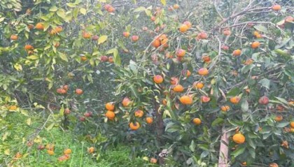 党建引领创新赋能 让农险成为乡村振兴“稳定器”