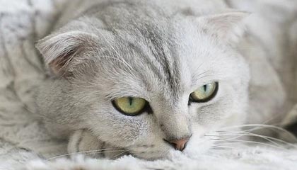 射频技术:物联网技术的核心