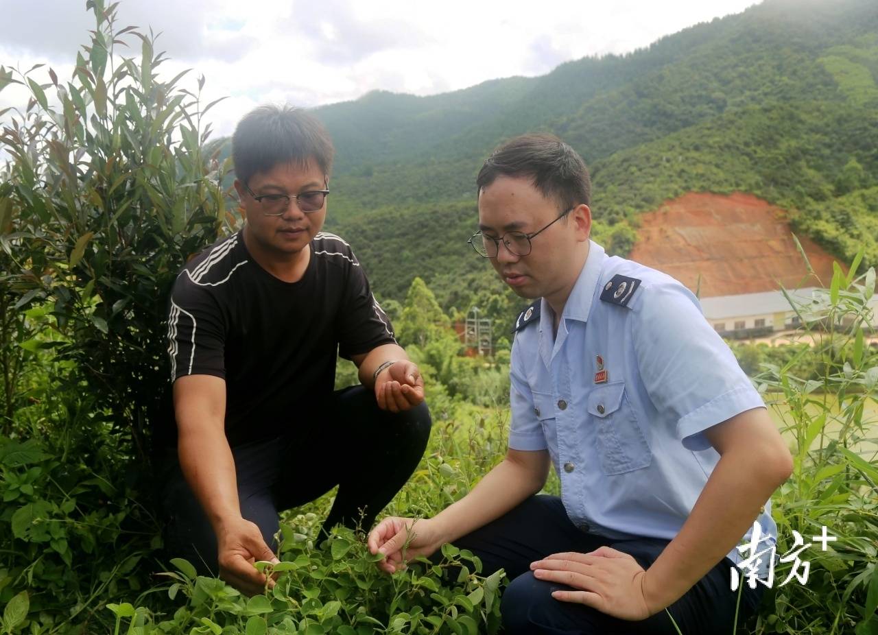 五华税惠甘霖润田间，茶园套种广金钱草“添绿生金”