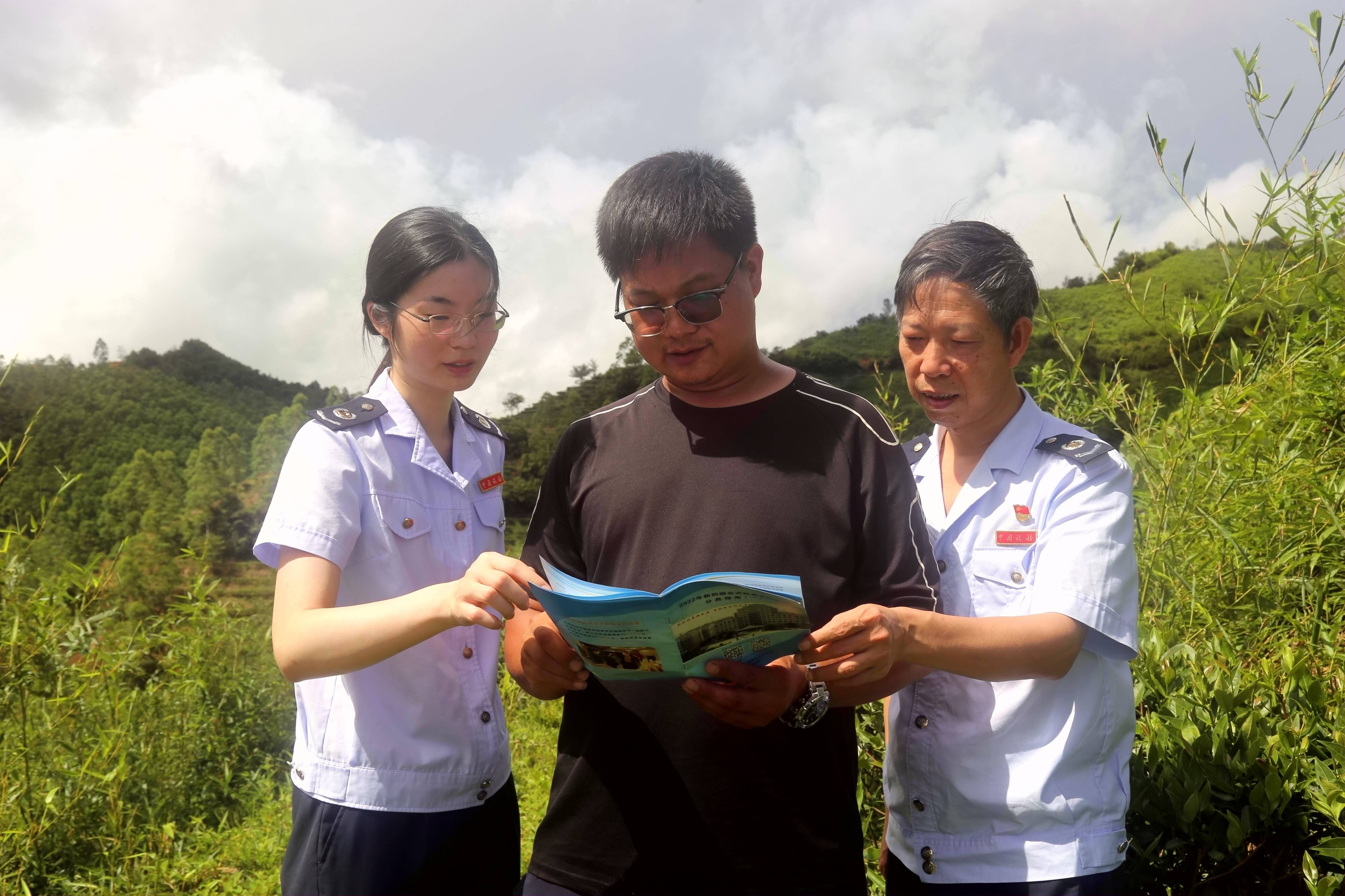 五华税惠甘霖润田间，茶园套种广金钱草“添绿生金”