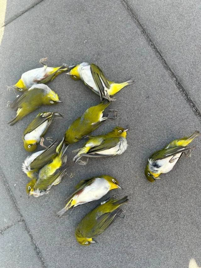 北京一座大厦楼下躺了14只鸟，12只已死亡！元凶竟是玻璃