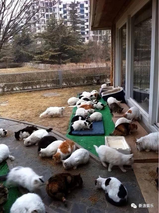 刘亦菲晒与新狗狗合照，穿白衬衫戴墨镜清爽出游