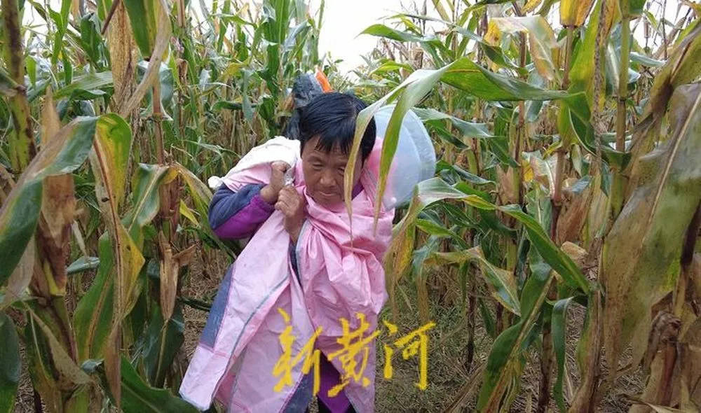 “都是村里的娃，抢收玉米个个都积极”！济南连续降雨，多名返乡大学生加入抢收队伍