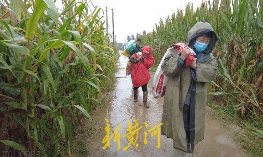 “都是村里的娃，抢收玉米个个都积极”！济南连续降雨，多名返乡大学生加入抢收队伍