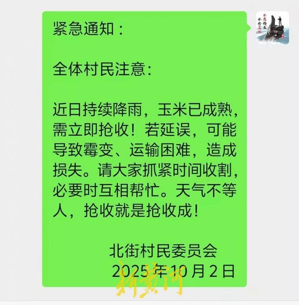 “都是村里的娃，抢收玉米个个都积极”！济南连续降雨，多名返乡大学生加入抢收队伍