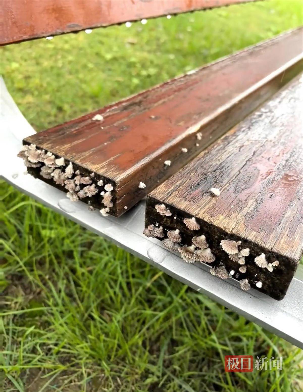 西安连续一个多月降雨遍地长蘑菇,大雁塔受潮,城墙布满青苔,气象局解释成因