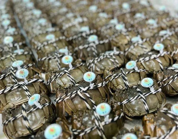 武汉江夏一地大闸蟹大量上市，日产1000斤当天售完，每只螃蟹有自己的“身份证”，吃深海小黄鱼长大