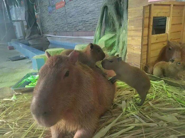 出生1小时就能独立行走，济南动物园“果果”和“豚豚”的4只新生幼崽，周末和市民见面