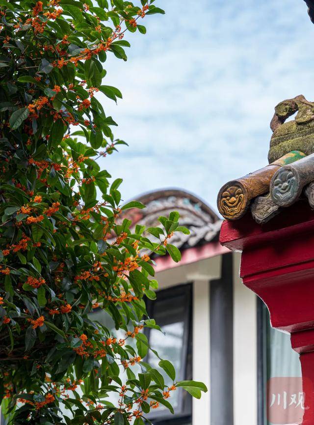 成都桂花又开了？原来是因为……