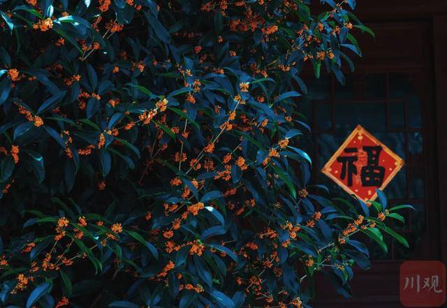 成都桂花又开了？原来是因为……