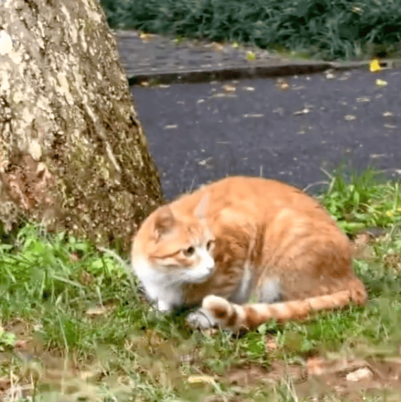 “小橘子”不幸离世，剧组凌晨紧急道歉，涉事司机引咎辞职！