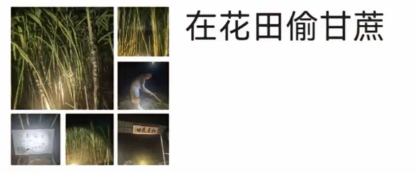 浙江一“可偷甘蔗地”成打卡点,上百网友深夜体验,80后“地主”:已收偷款6千元