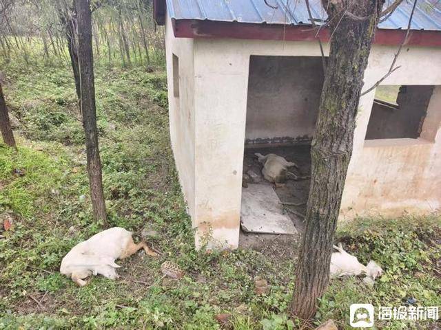 西安白鹿原一农户家陆续死亡45只羊 多部门介入暂未锁定原因